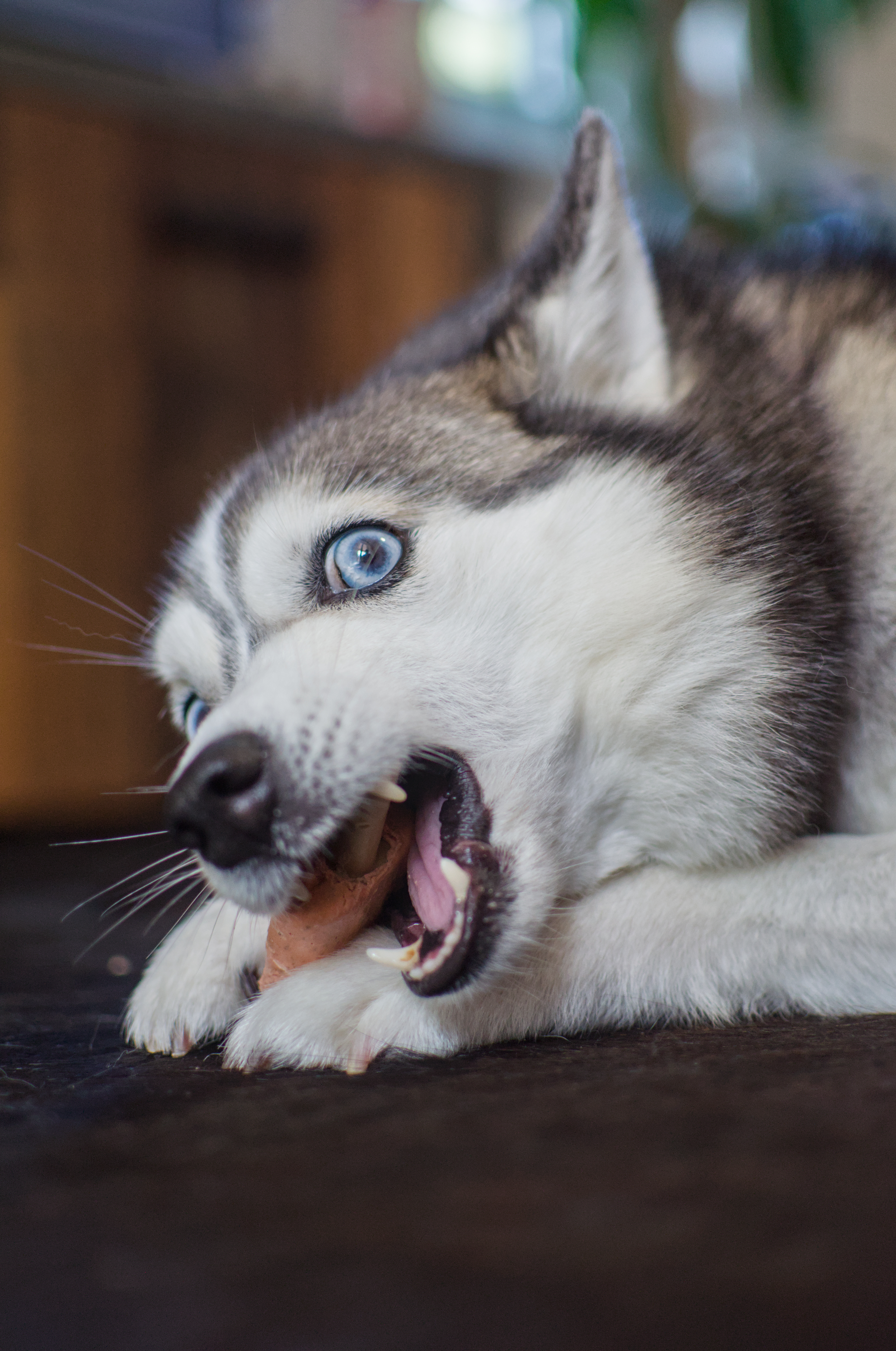 Ari