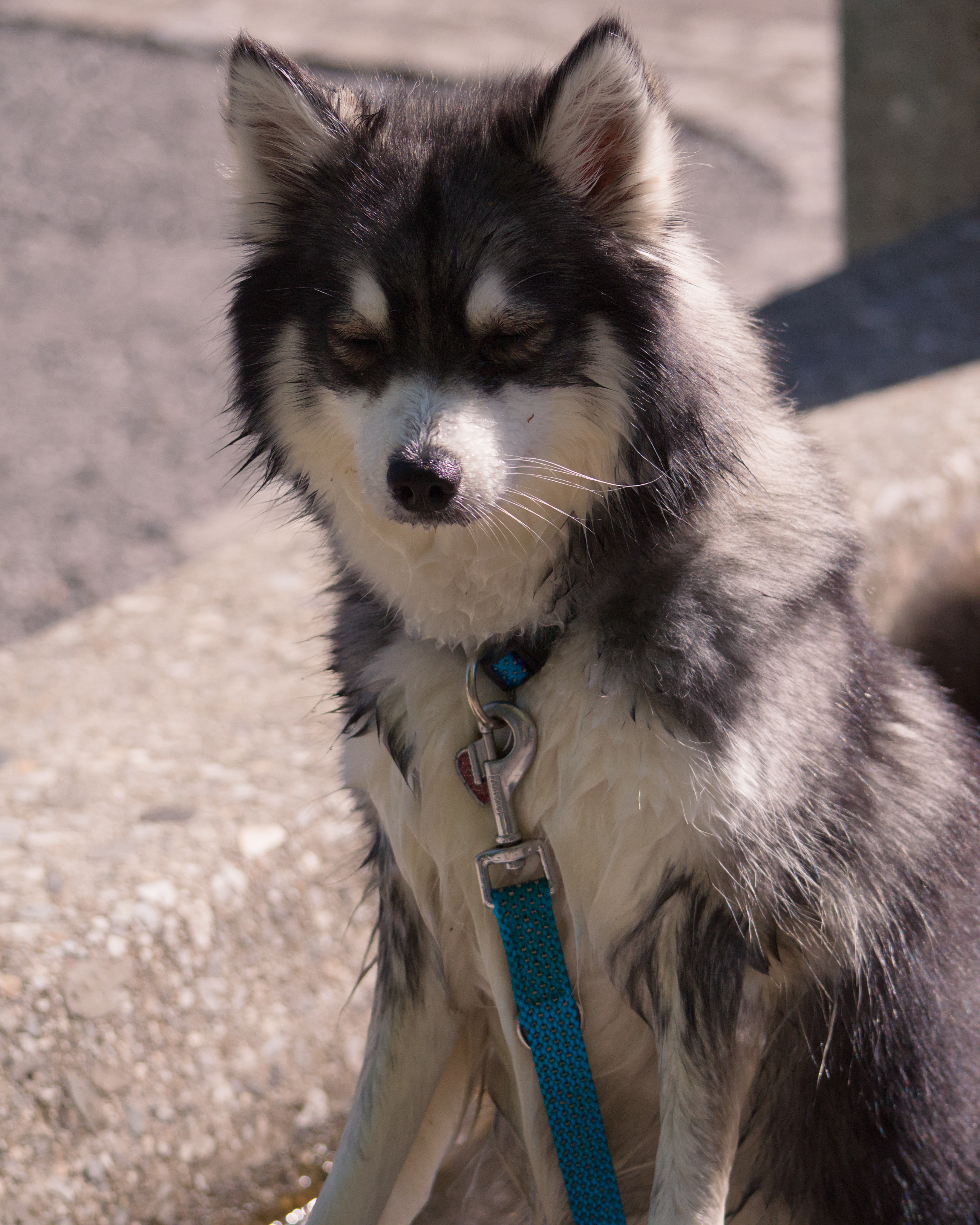 Luci